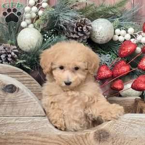 Zendaya, Bich-Poo Puppy