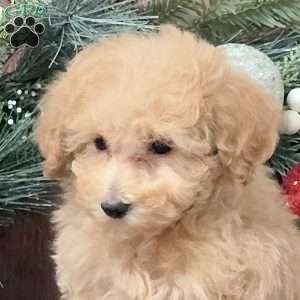 Zendaya, Bich-Poo Puppy