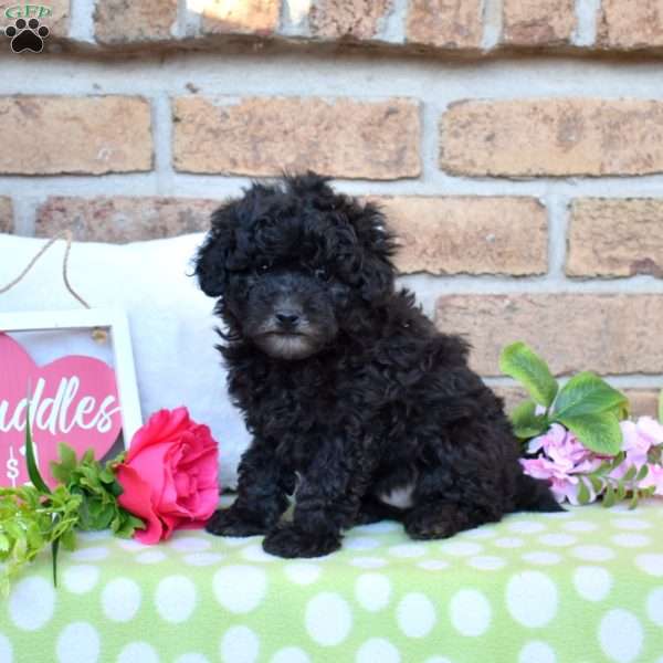 Zeus, Miniature Poodle Puppy