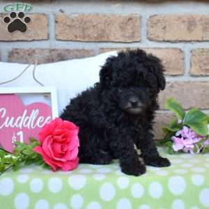 Zeus, Miniature Poodle Puppy