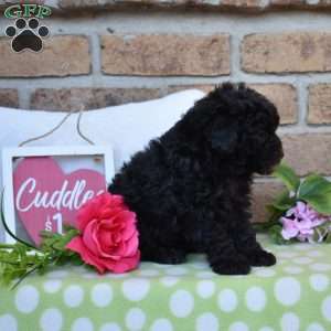 Zeus, Miniature Poodle Puppy