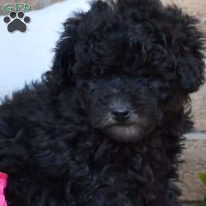 Zeus, Miniature Poodle Puppy