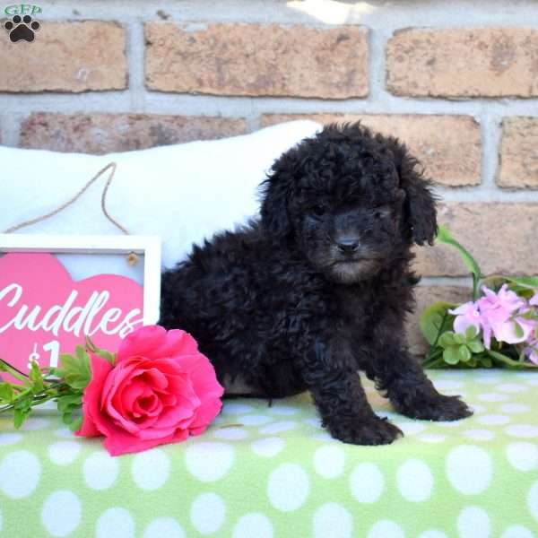 Zip, Miniature Poodle Puppy
