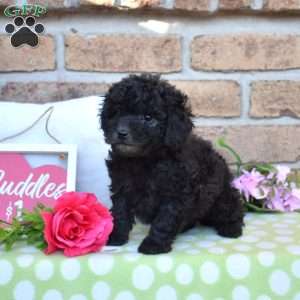 Zip, Miniature Poodle Puppy