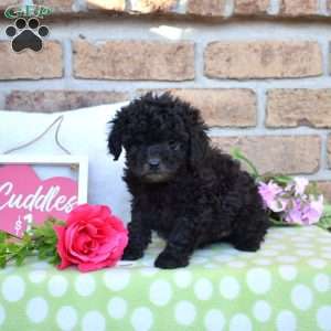 Zip, Miniature Poodle Puppy