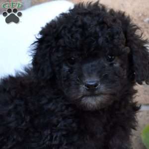 Zip, Miniature Poodle Puppy