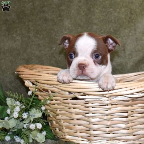 Zippy, Boston Terrier Puppy