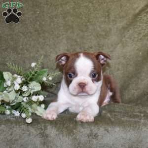 Zippy, Boston Terrier Puppy