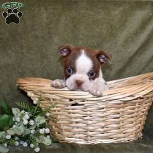 Zippy, Boston Terrier Puppy