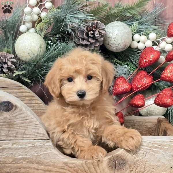 Zoey, Bich-Poo Puppy