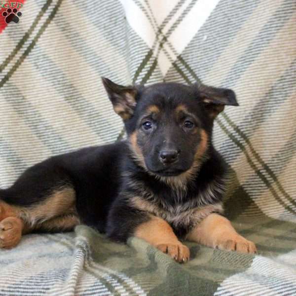 Zoey, German Shepherd Puppy
