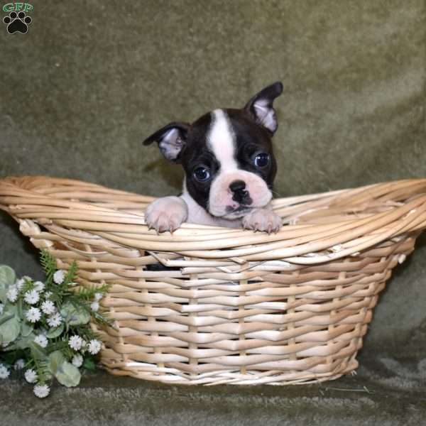 Zoey, Boston Terrier Puppy