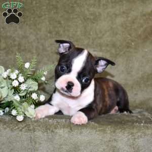Zoey, Boston Terrier Puppy