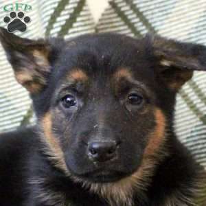 Zoey, German Shepherd Puppy