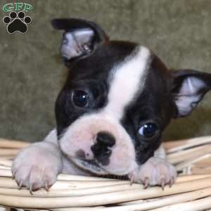 Zoey, Boston Terrier Puppy