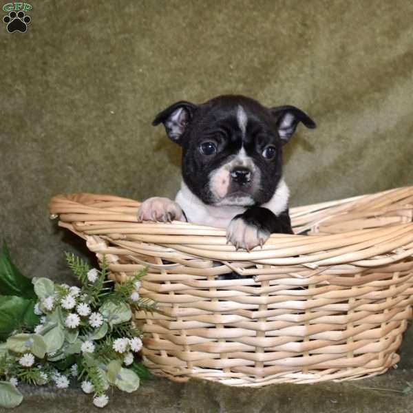 Zorro, Boston Terrier Puppy