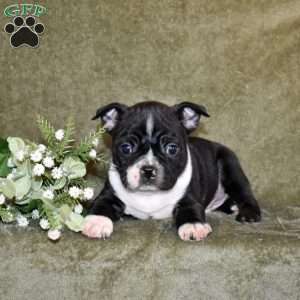 Zorro, Boston Terrier Puppy