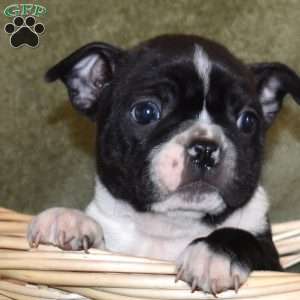 Zorro, Boston Terrier Puppy