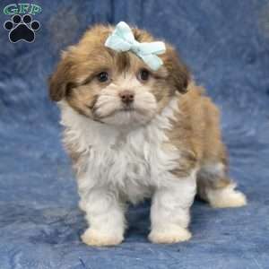 Zues, Havanese Puppy