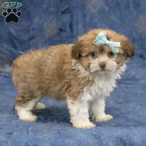 Zues, Havanese Puppy