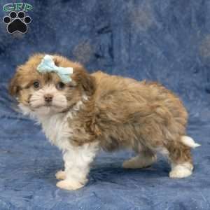 Zues, Havanese Puppy