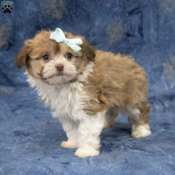 Zues, Havanese Puppy