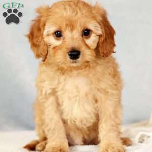 Andrew, Cavapoo Puppy