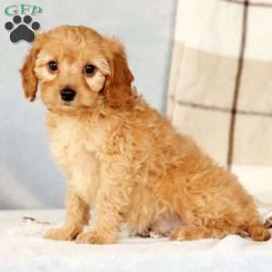 Andrew, Cavapoo Puppy