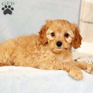 Andrew, Cavapoo Puppy