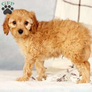 Andrew, Cavapoo Puppy