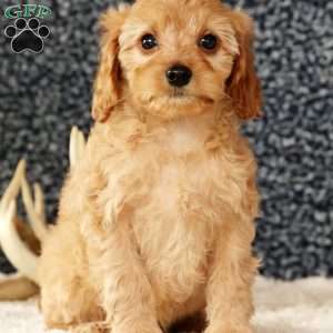 Andrew, Cavapoo Puppy