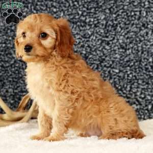 Andrew, Cavapoo Puppy