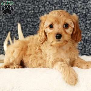 Andrew, Cavapoo Puppy