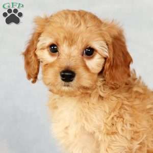 Andrew, Cavapoo Puppy