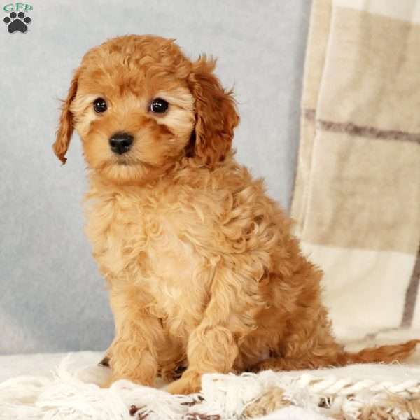 Angie, Cavapoo Puppy