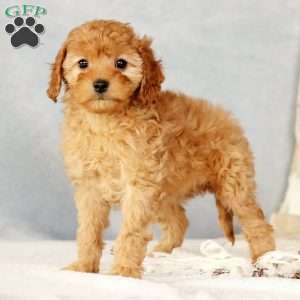 Angie, Cavapoo Puppy