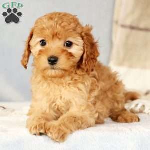 Angie, Cavapoo Puppy