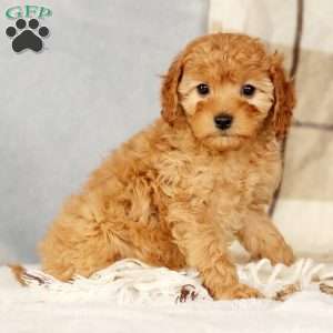 Angie, Cavapoo Puppy