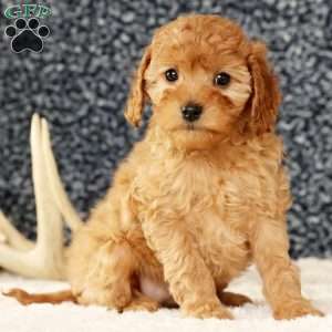 Angie, Cavapoo Puppy