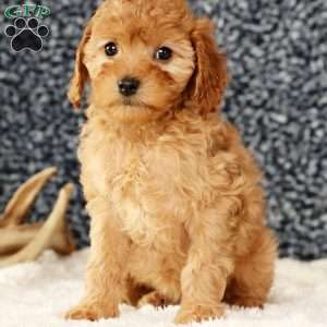 Angie, Cavapoo Puppy