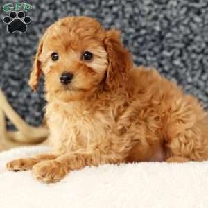 Angie, Cavapoo Puppy