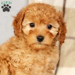 Angie, Cavapoo Puppy