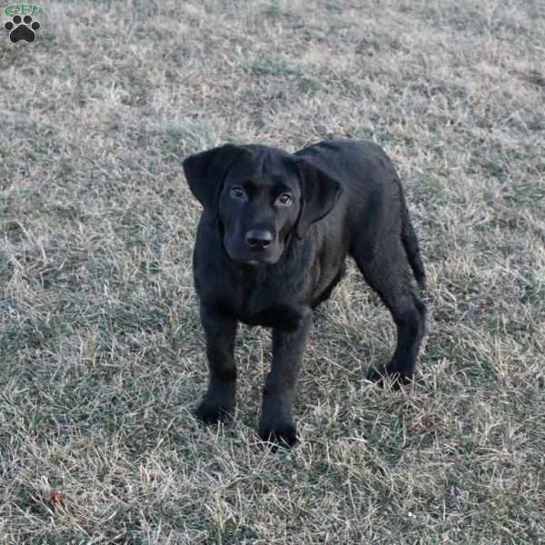 Gus, Black Labrador Retriever Puppy