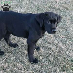 Gus, Black Labrador Retriever Puppy