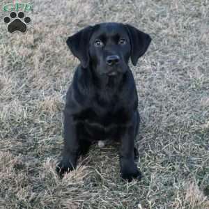 Gus, Black Labrador Retriever Puppy