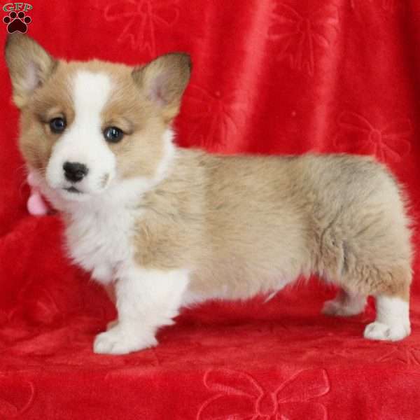 Blitzen, Pembroke Welsh Corgi Puppy