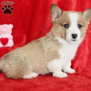 Blitzen, Pembroke Welsh Corgi Puppy