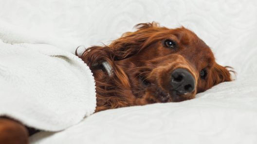 What to Know About Bilious Vomiting Syndrome in Dogs
