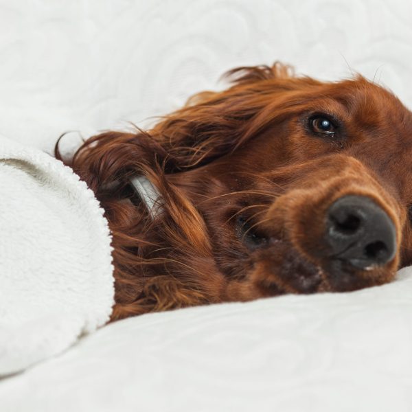 brown spaniel dog lying under a blanket