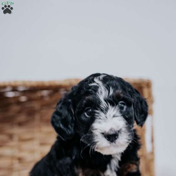 Calvin, Mini Bernedoodle Puppy